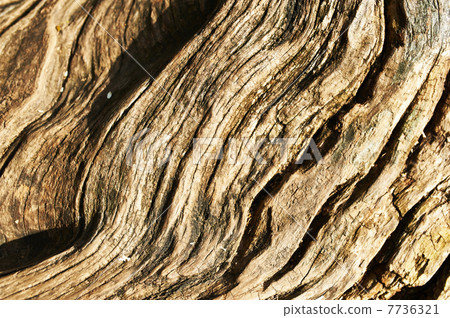 Old tree background 7736321