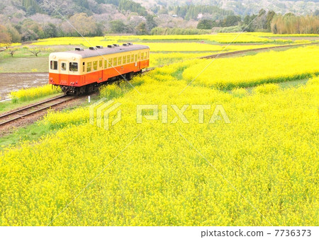 Local line going rape field Local line going rape field 7736373