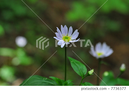 Miyamayomena 7736377