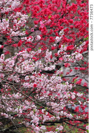 Flower thigh 7736473