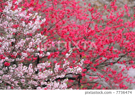 Flower thigh 7736474