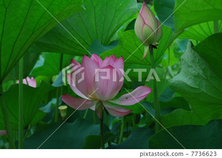 Lotus flower Lotus flower 7736623