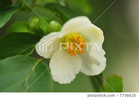 Himeishara's flower 7736628