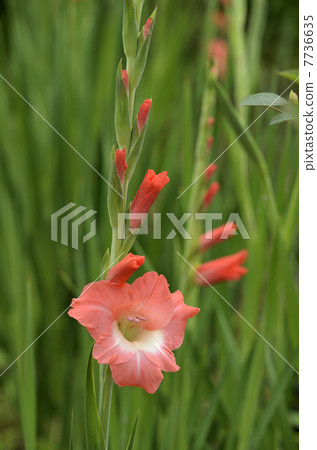 Gladiolus 7736635