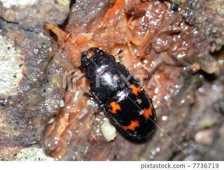 Yotsuboshi Keikisukisui 7736719