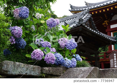 Hydrangea from Yada Temple Hydrangea from Yada Temple 7736947