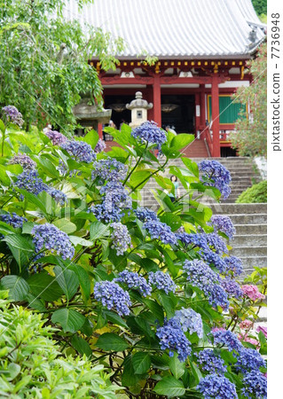 Hydrangea from Yada Temple Hydrangea from Yada Temple 7736948