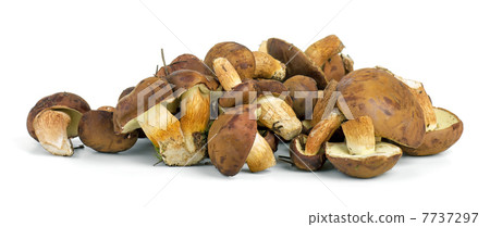Small pile of yellow boletus mushrooms near. Small pile of yellow boletus mushrooms near. 7737297