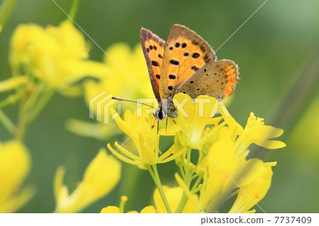 Lycaena phlaeas 7737409