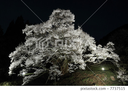 Foshan-ji Temple Light Up Millennium Cherry Blossoms 7737515