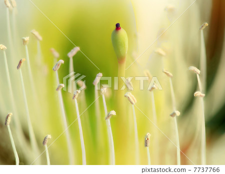 Purple capparis flower (Capparis herbacea) 7737766