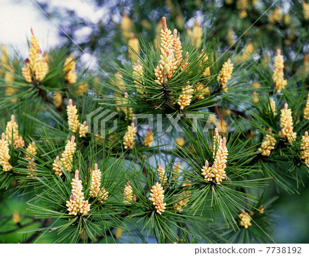 Pine flowers 7738192