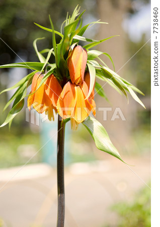 Freetlaria·Imperialis 7738460
