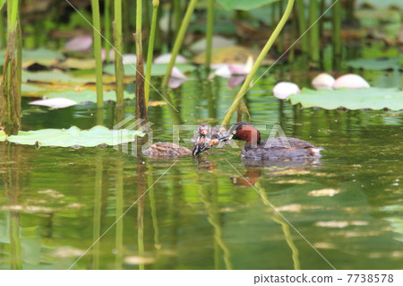 Kaizuburi的父母和孩子 Kaizuburi的父母和孩子 7738578