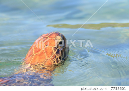 小笠原·哈哈島綠海龜 小笠原·哈哈島綠海龜 7738601