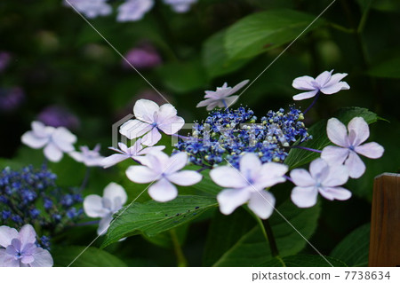 Hydrangea flower 7738634