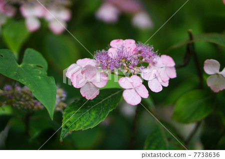 Hydrangea flower 7738636