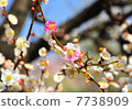 2色花 7738909