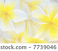 A lot of plumeria floating in water 7739046