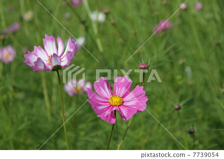 Kyo Fujiwara · Sakurai City Nara Prefecture Cosmos 7739054