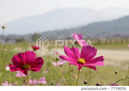 Kyo Fujiwara · Sakurai City Nara Prefecture Cosmos 7739056