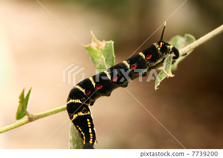 Larva Larva 7739200