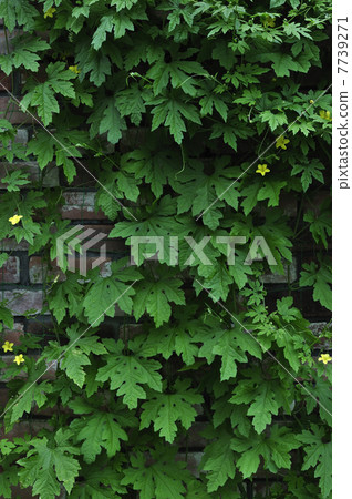 苦瓜綠色窗簾 7739271