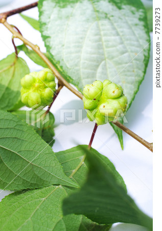 Matatabi的水果 Matatabi的水果 7739273