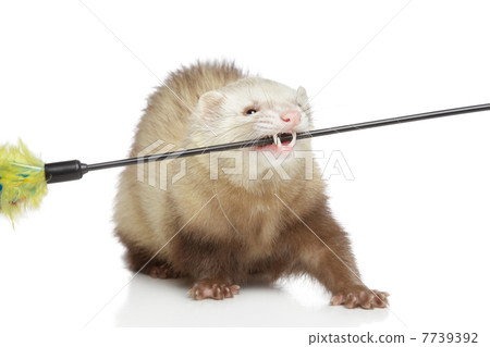 Ferret play with toy Ferret play with toy 7739392
