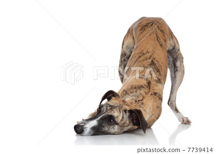 Whippet on a white background 7739414