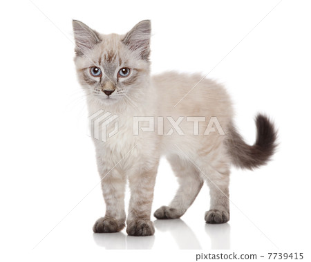 Siberian kitten 7739415