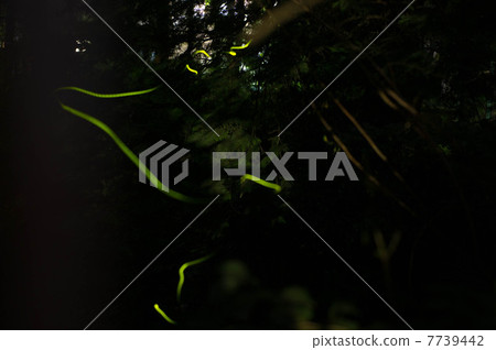 螢火蟲的光跡 7739442