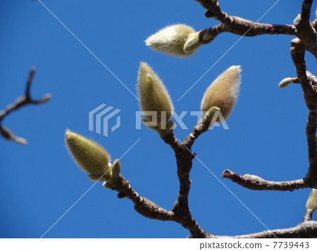 Hakkumen的萌芽 7739443