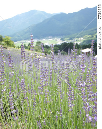薰衣草 7739553