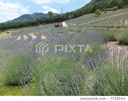 薰衣草 薰衣草 7739554