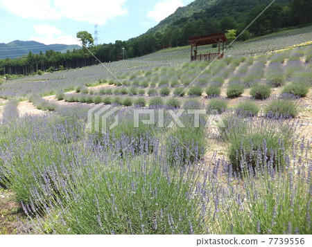 薰衣草 薰衣草 7739556