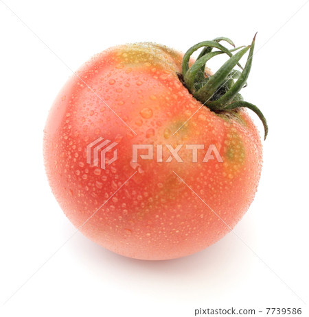 蕃茄 7739586