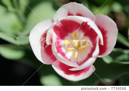 兩個鬱金香 7739588