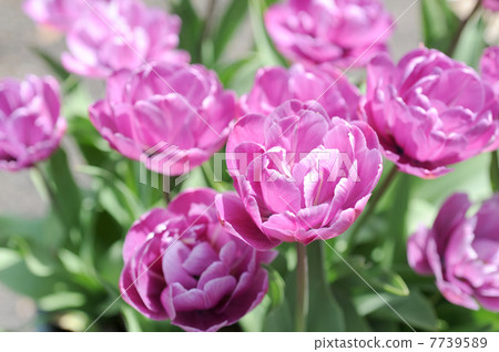 鬱金香 鬱金香 7739589