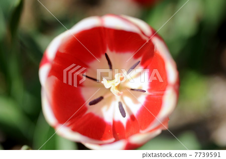 Tulip Tulip 7739591