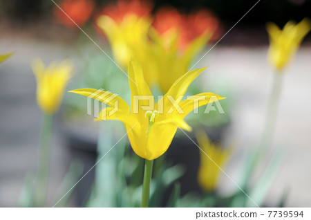 Yellow tulip Yellow tulip 7739594