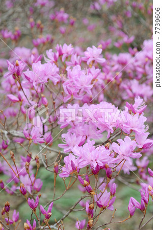 Mitsuba Azalea Mitsuba Azalea 7739606