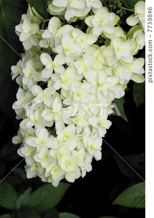 白花18 白花18 7739846