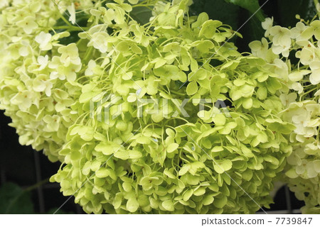 黃綠色的花19 黃綠色的花19 7739847