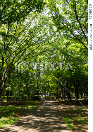 在自由廣場入口樹隧道金代植物公園附近 7739939