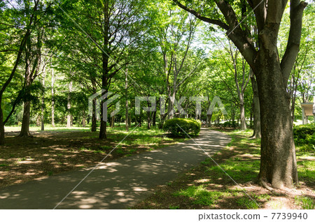 在Jindai植物公園附近的自由正方形密集的春天樹 在Jindai植物公園附近的自由正方形密集的春天樹 7739940