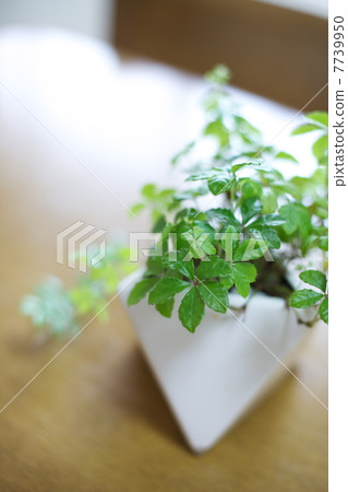 葉子植物 葉子植物 7739950
