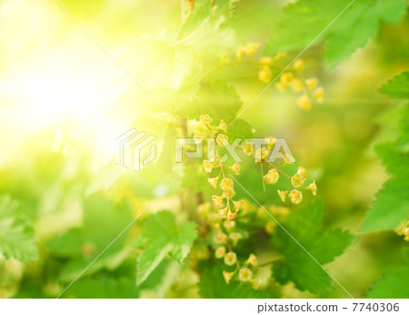 Green leaves at sunny day Green leaves at sunny day 7740306