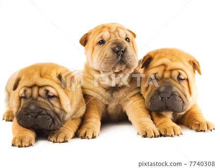 Group of three beautiful sharpei puppies isolated on white backg 7740308