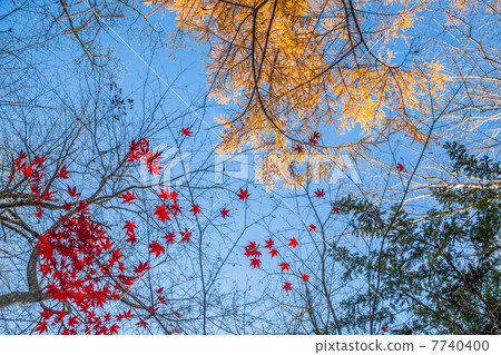 Blue sky and autumn leaves Blue sky and autumn leaves 7740400